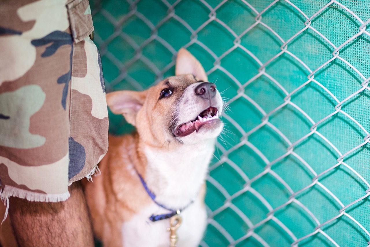 Pet Adoption Services - Professional service photo 4