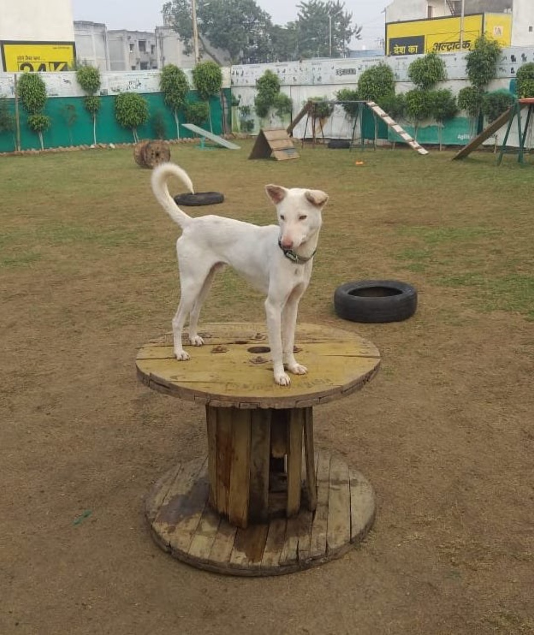 Pet Adoption Services - Professional service photo 6