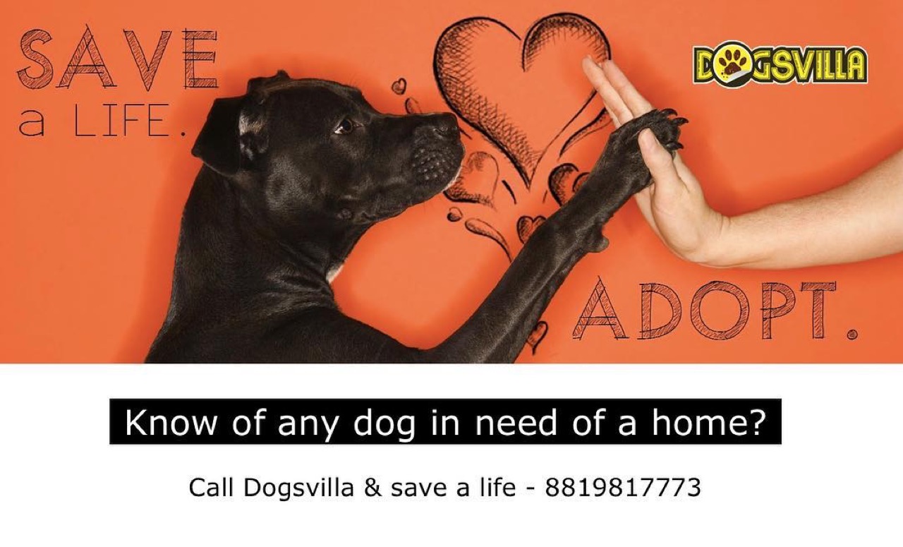 Pet Adoption Services