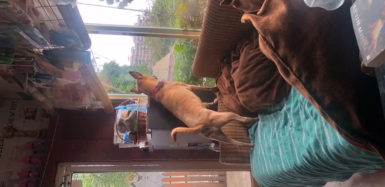 Dog Boarding & Hostel - Photo 41