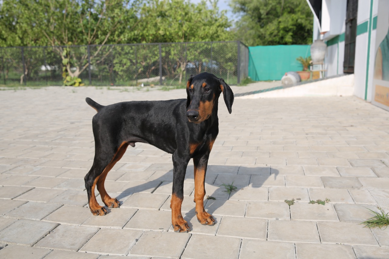 Dog Boarding & Hostel - Photo 42