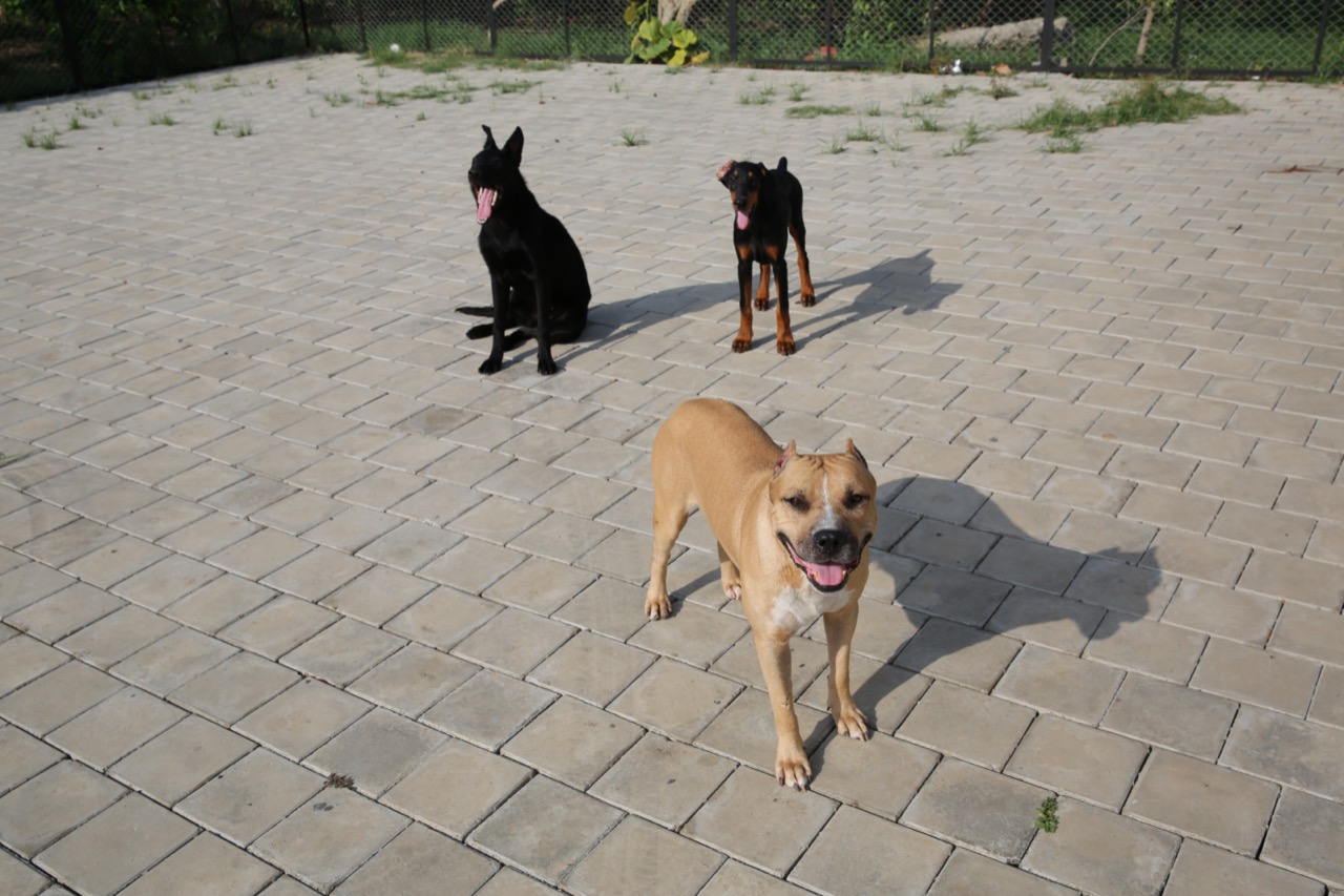 Dog Boarding & Hostel - Photo 43