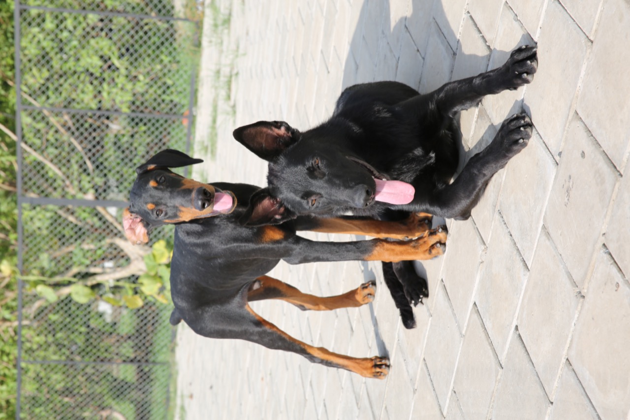 Dog Boarding & Hostel - Photo 44