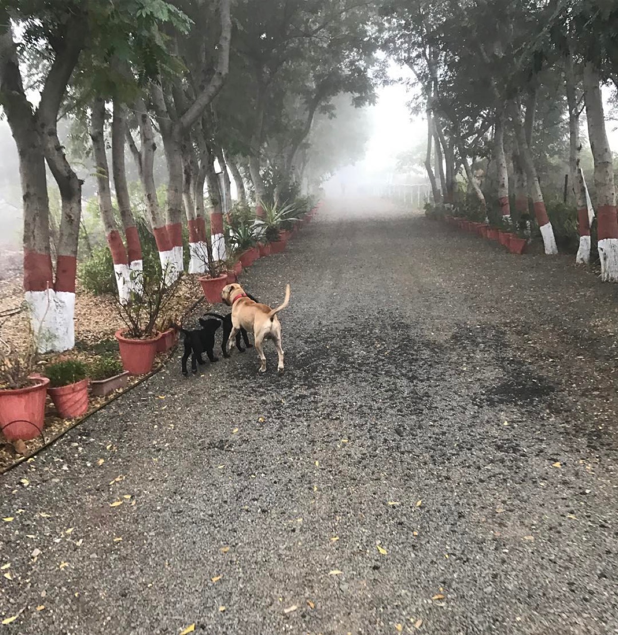 Dog Boarding & Hostel - Photo 19