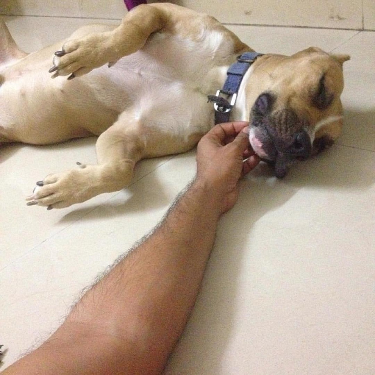 Dog Boarding & Hostel - Photo 37