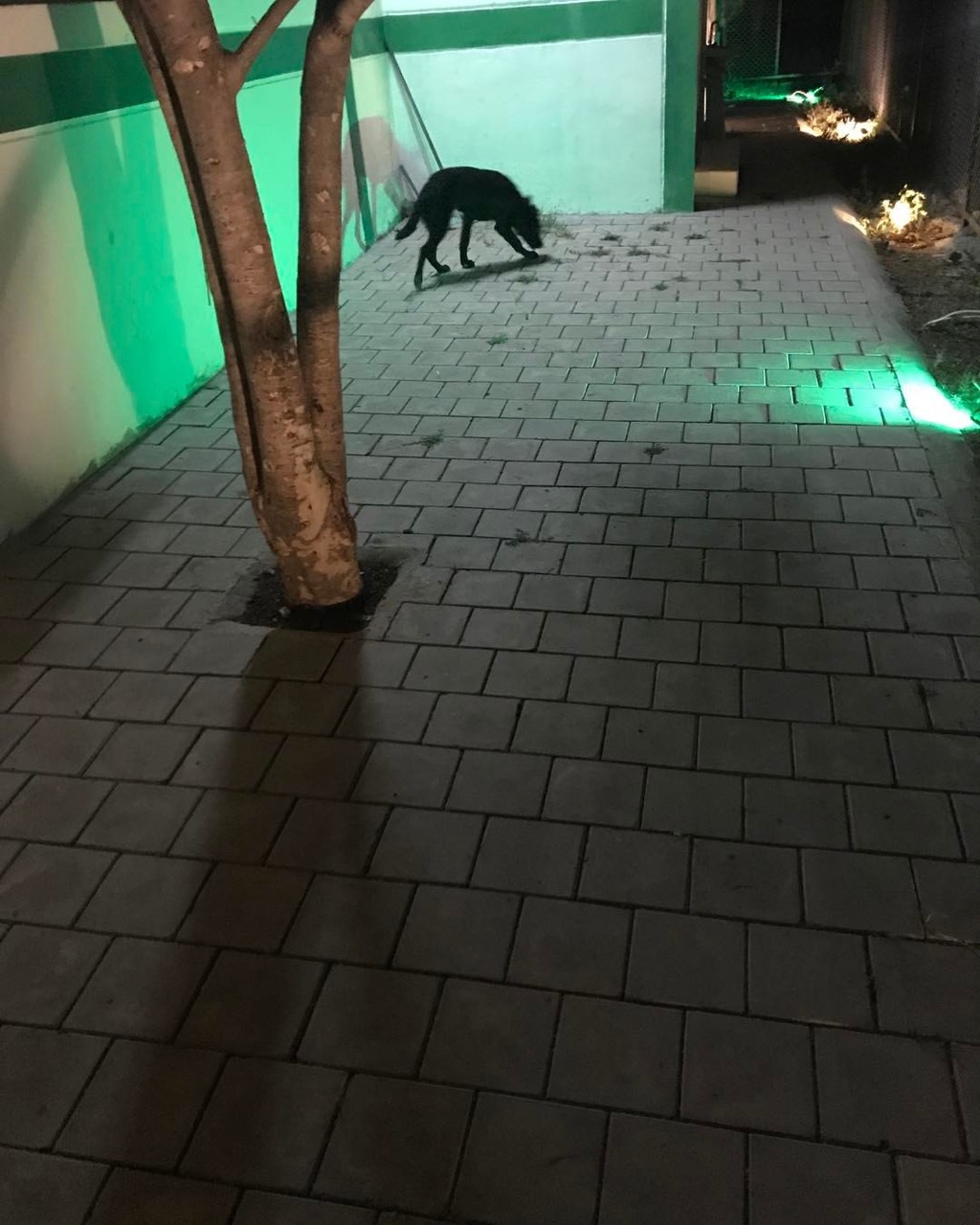 Dog Boarding & Hostel - Photo 38