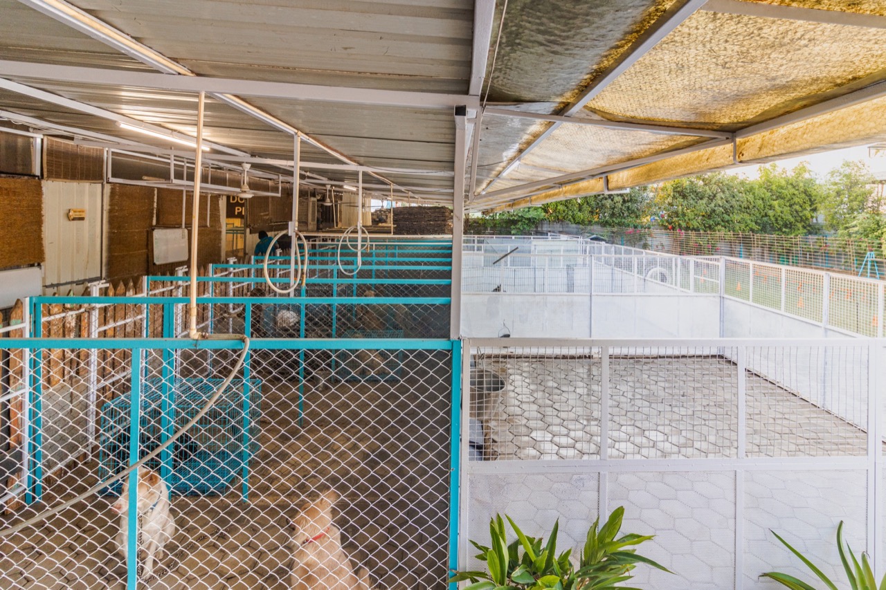 Dog Boarding & Hostel - Professional service photo 3