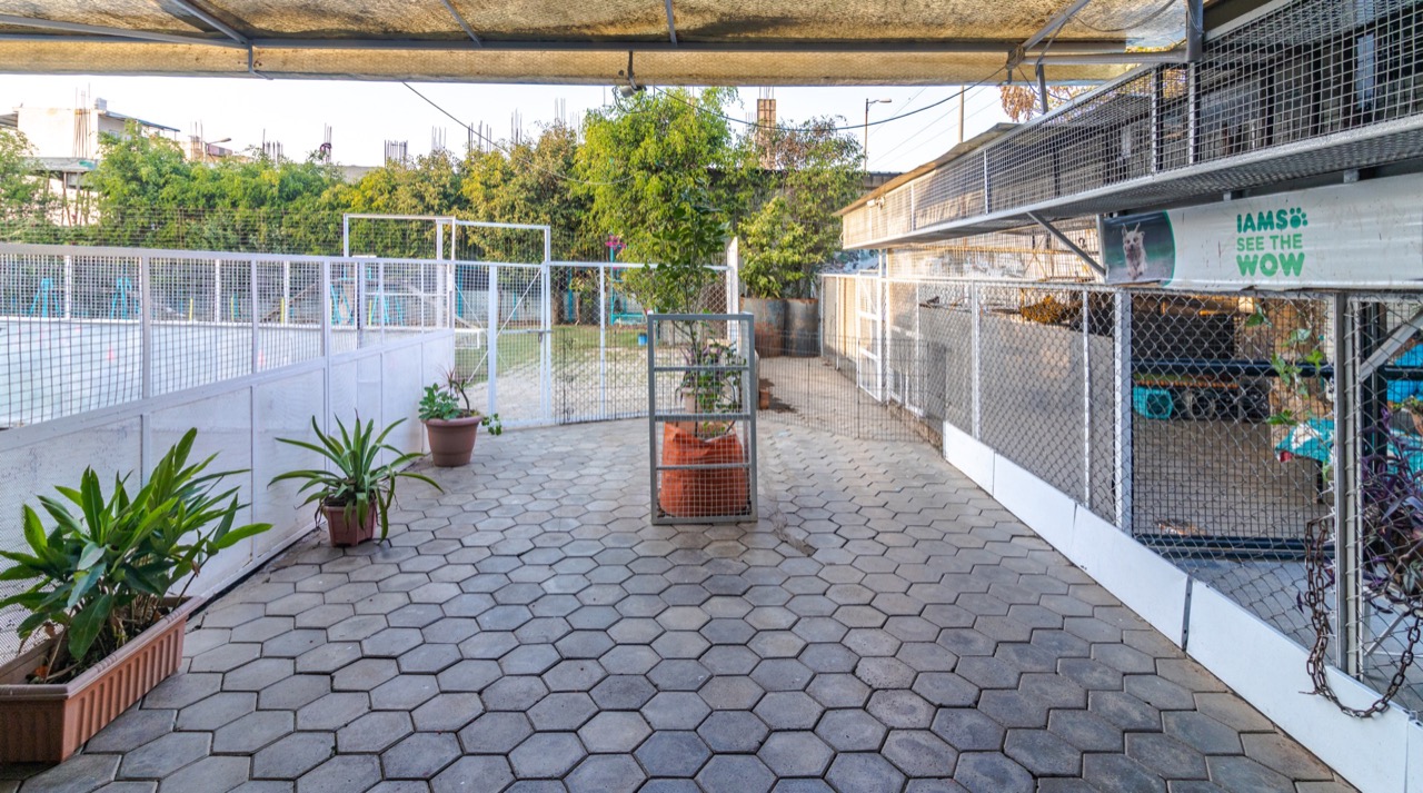 Dog Boarding & Hostel - Professional service photo 5