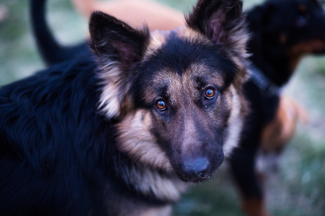 Dog Boarding & Hostel - Photo 16