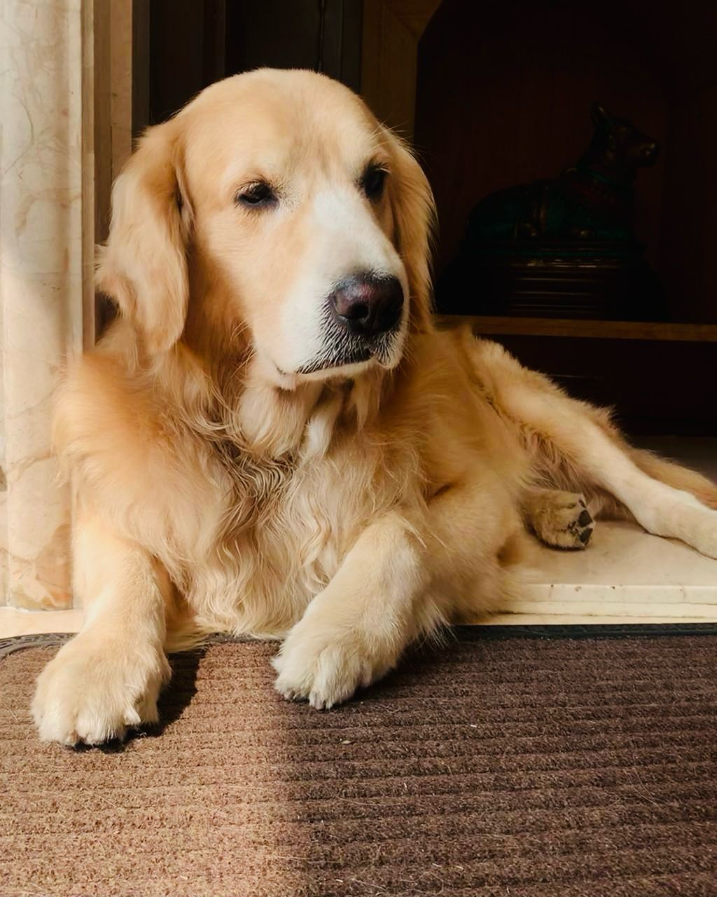 Dog Boarding & Hostel - Photo 14