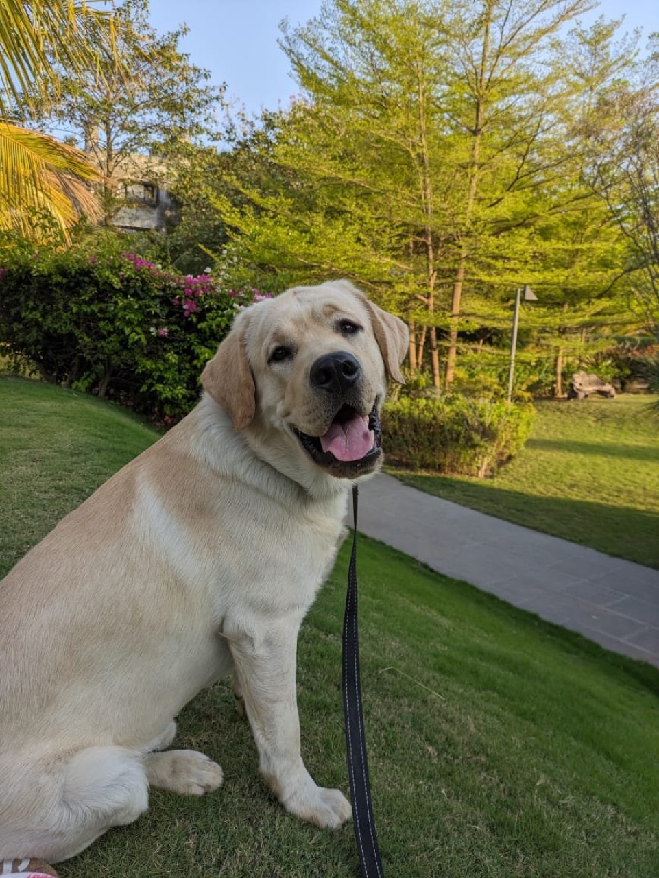 Dog Boarding & Hostel - Photo 10