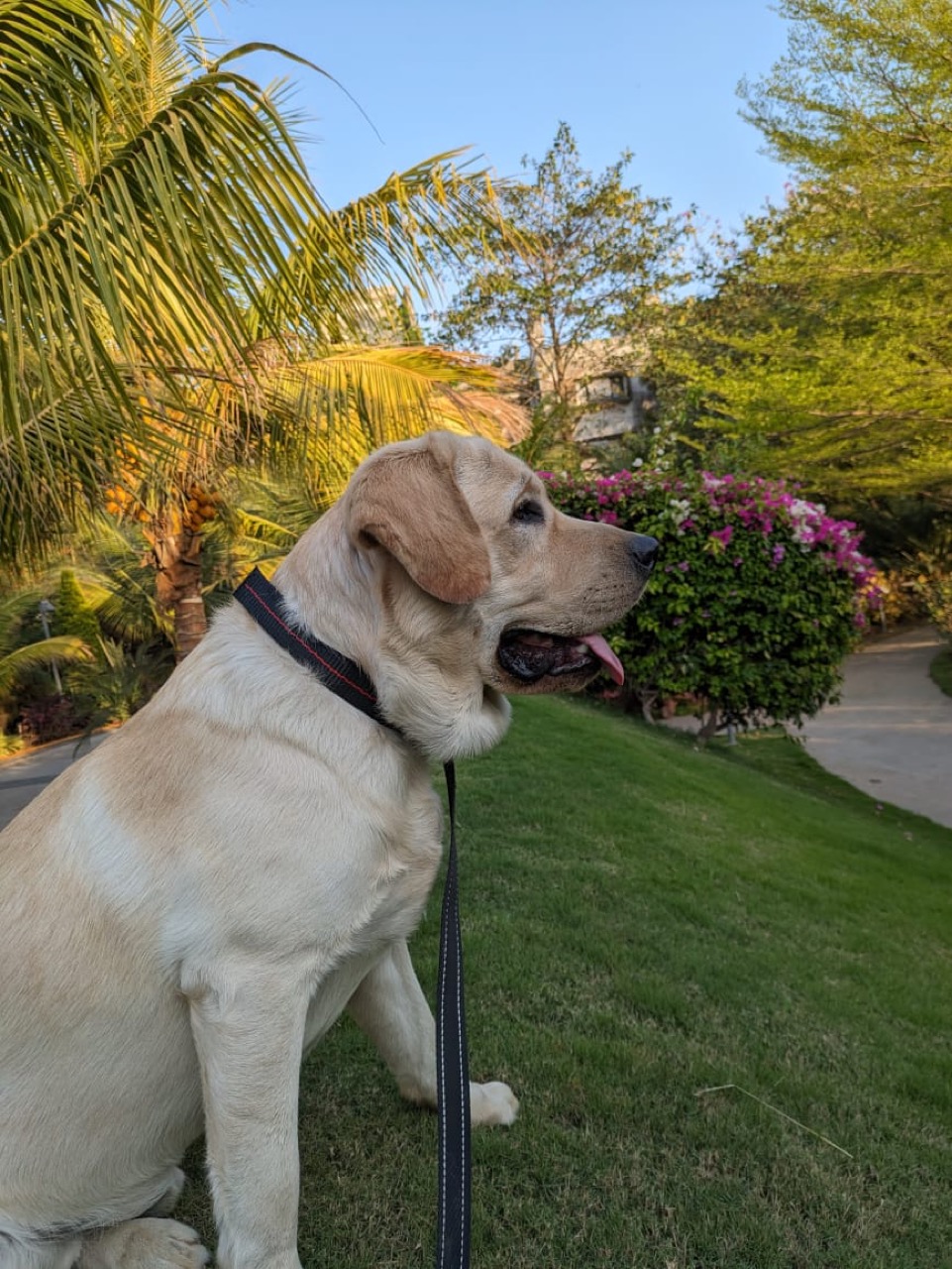 Dog Boarding & Hostel - Photo 45