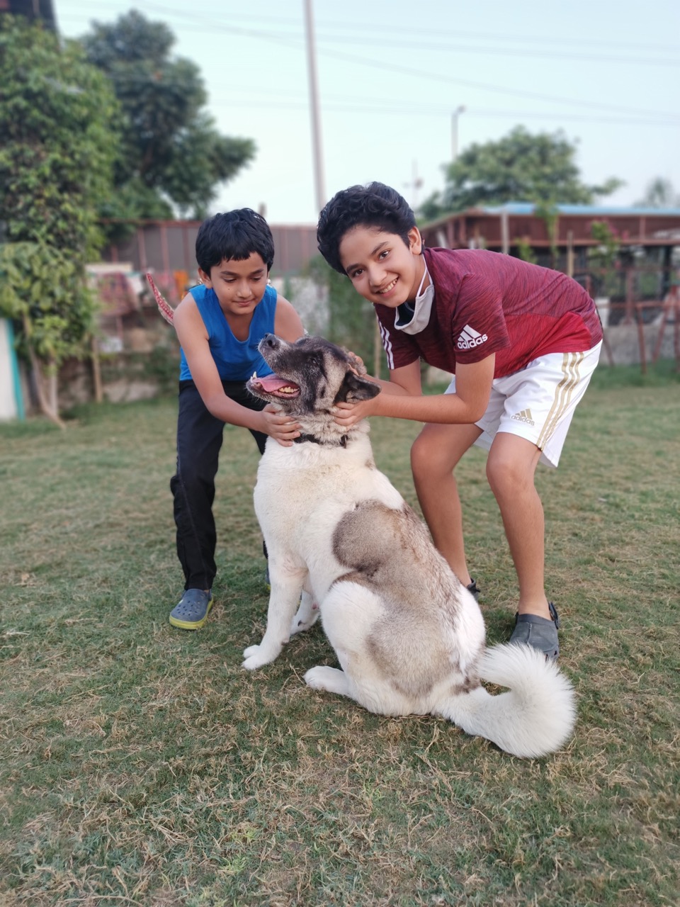 Dog Boarding & Hostel - Photo 33