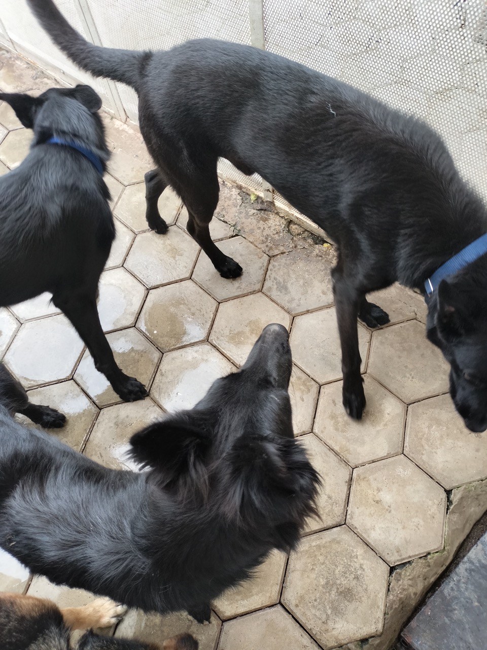 Dog Boarding & Hostel - Photo 35