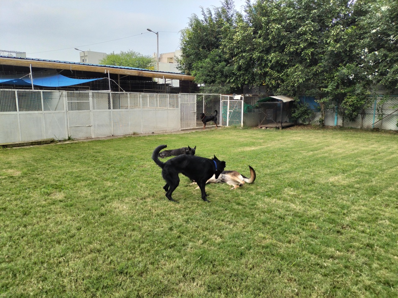 Dog Boarding & Hostel - Photo 24