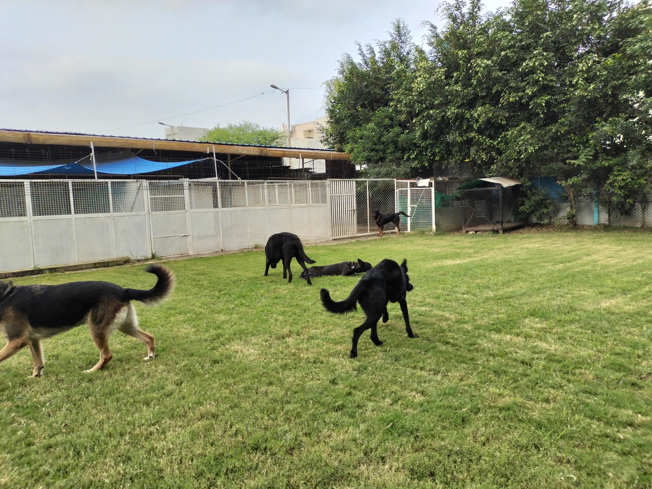 Dog Boarding & Hostel - Photo 25