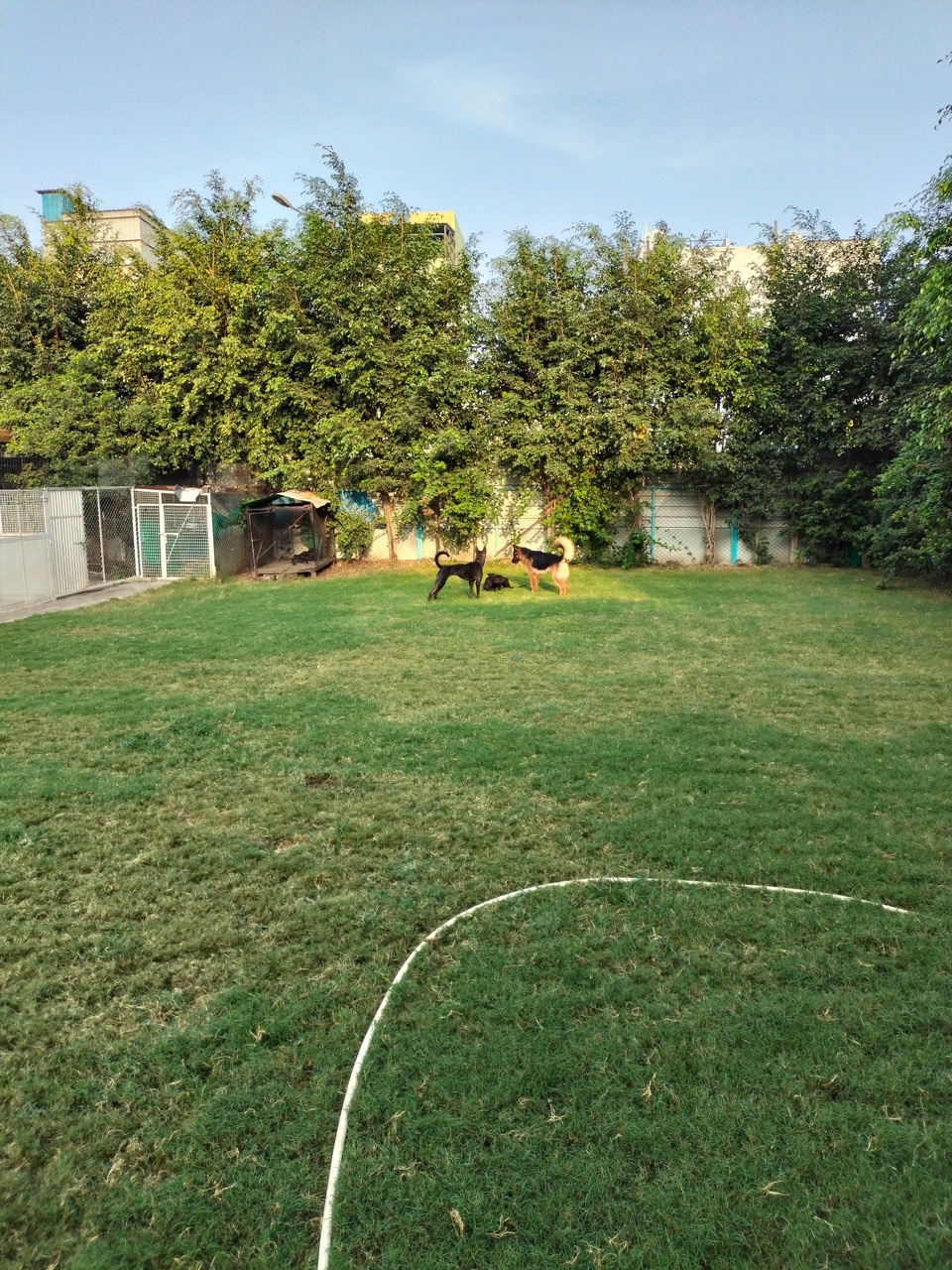 Dog Boarding & Hostel - Photo 8