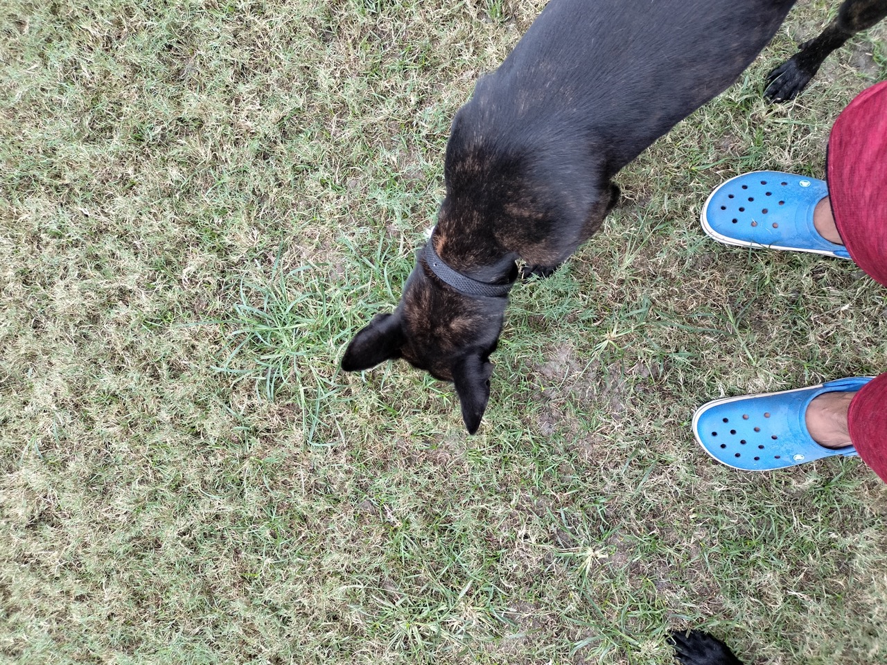 Dog Boarding & Hostel - Photo 29