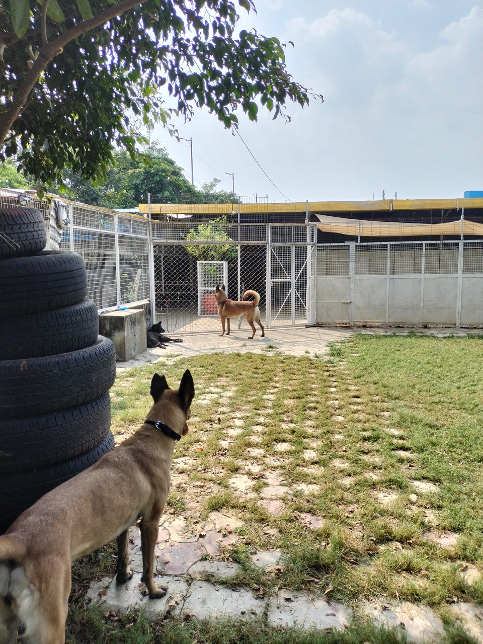 Dog Boarding & Hostel - Photo 28