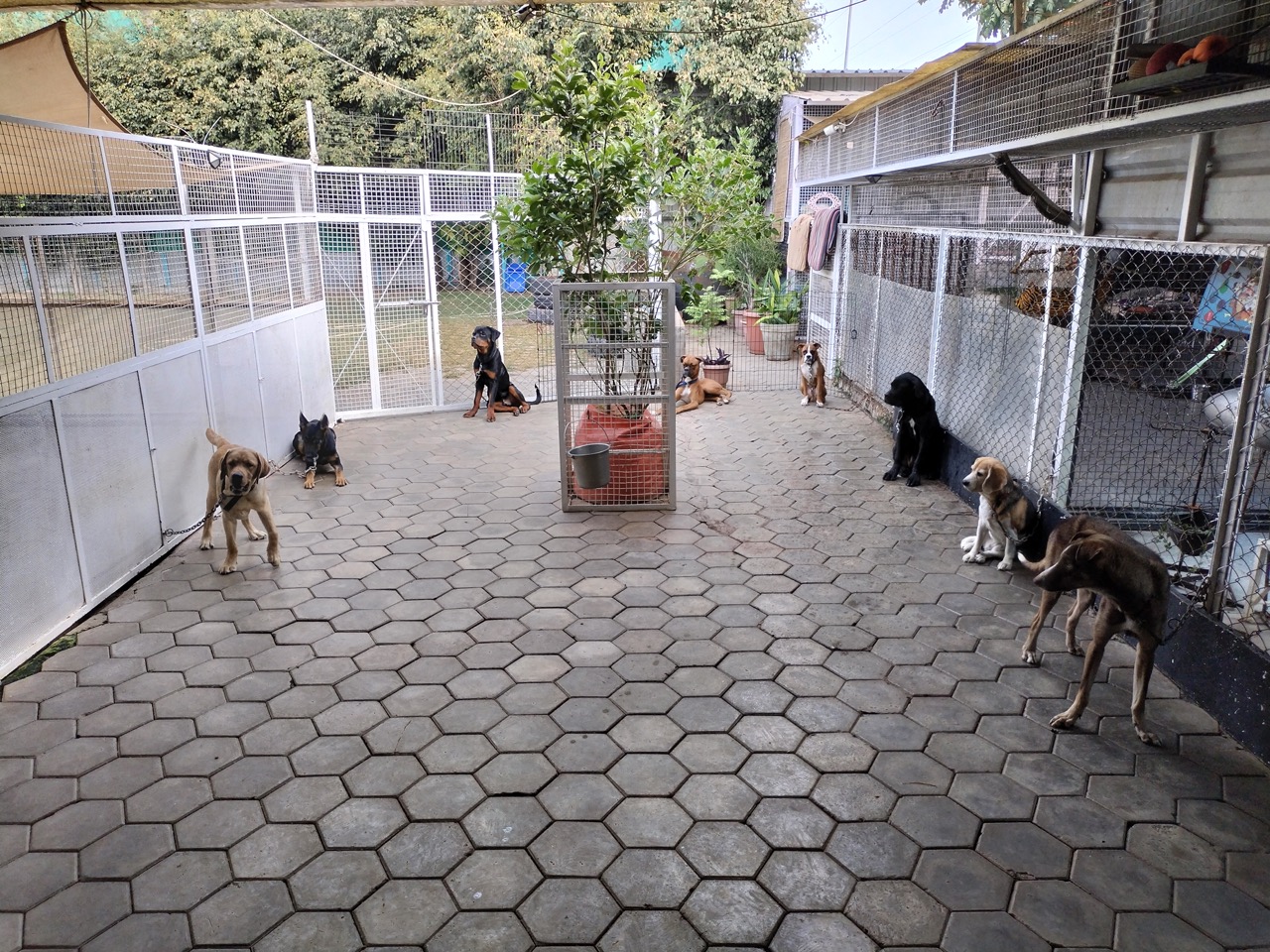 Dog Boarding & Hostel - Photo 30