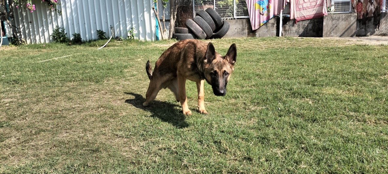 Dog Boarding & Hostel - Photo 26