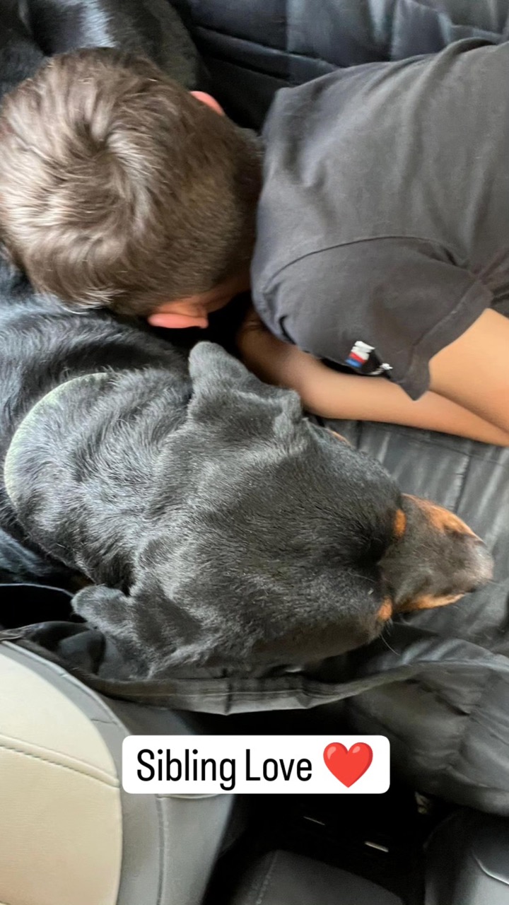 Dog Boarding & Hostel - Photo 11