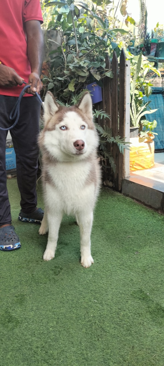 Dog Boarding & Hostel - Photo 13