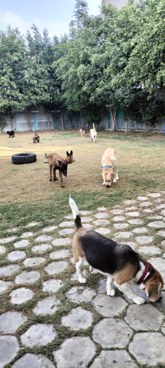 Dog Boarding & Hostel - Photo 27