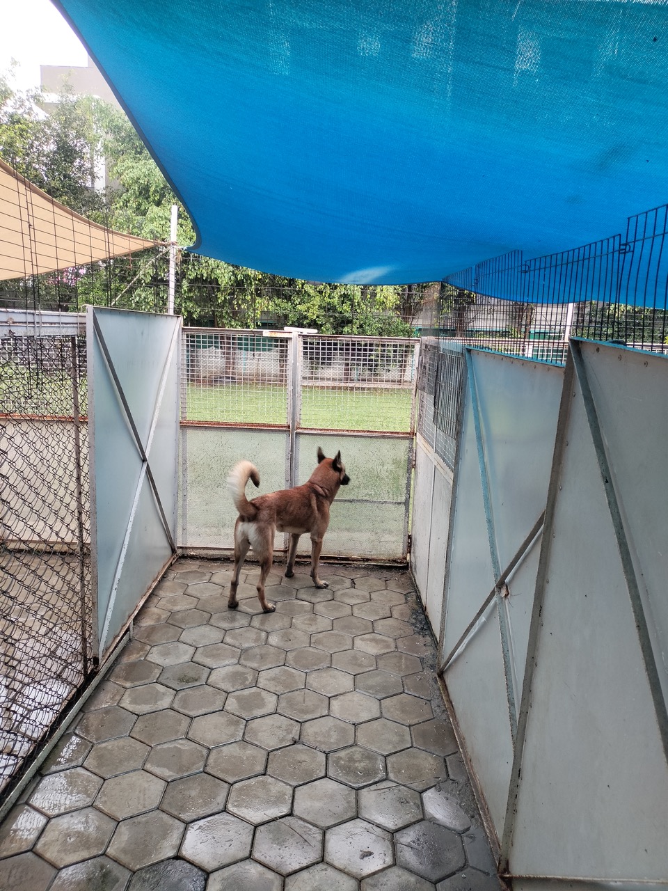 Dog Boarding & Hostel - Photo 36