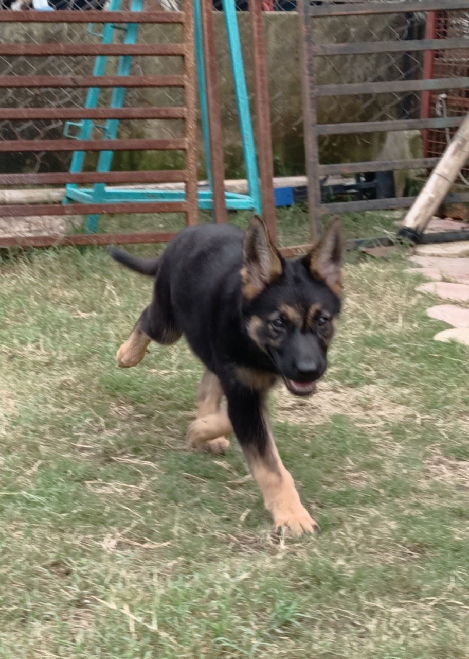 Dog Boarding & Hostel - Photo 48