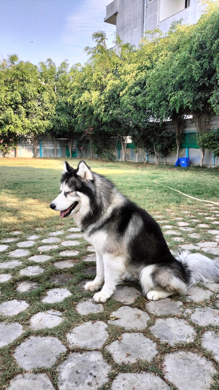 Dog Boarding & Hostel - Photo 47