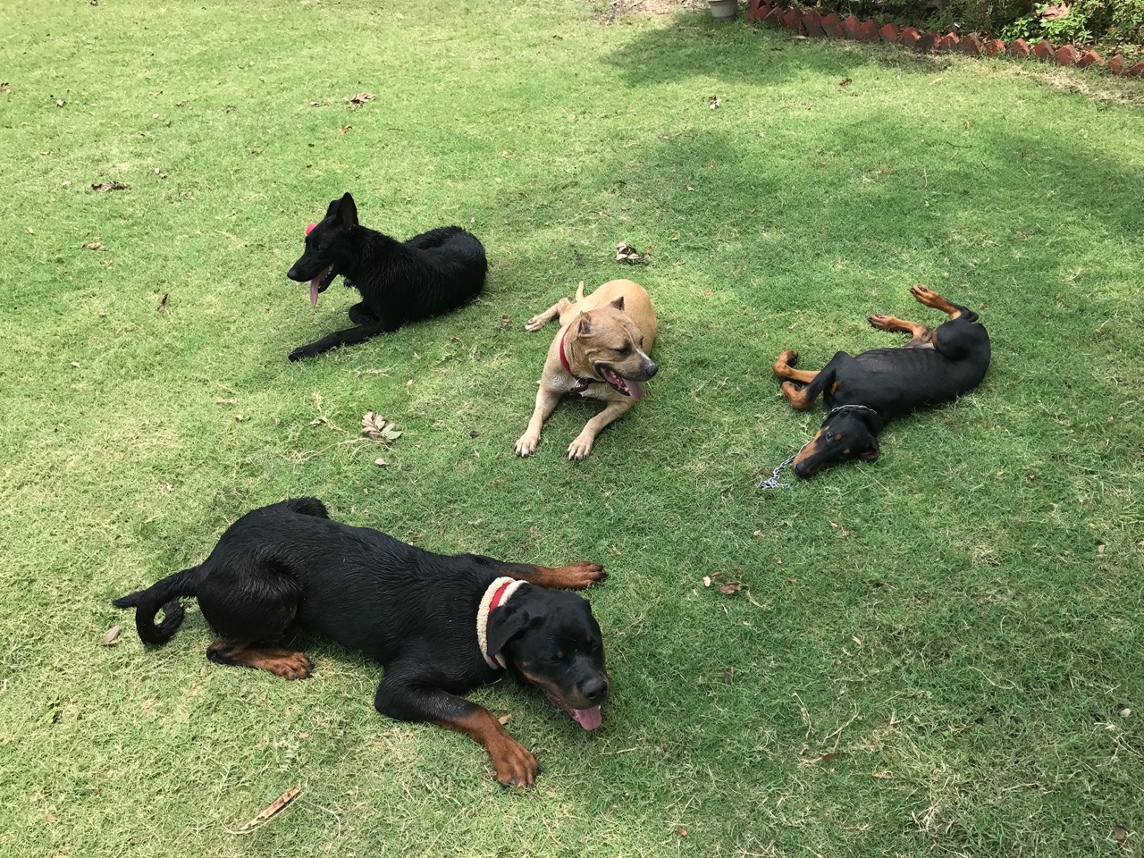 Dog Boarding & Hostel - Photo 49