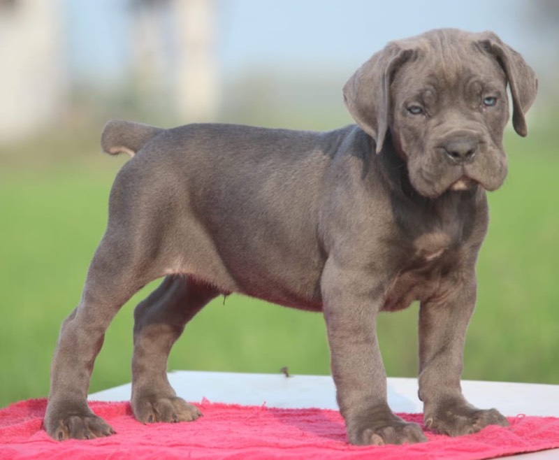 Dog Buy and Sell - Photo 10