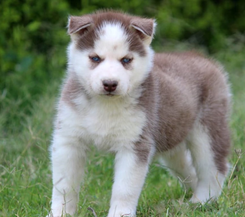 Dog Buy and Sell - Professional service photo 4