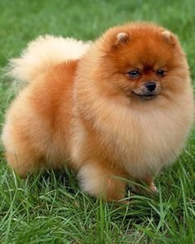 Dog Buy and Sell - Professional service photo 6