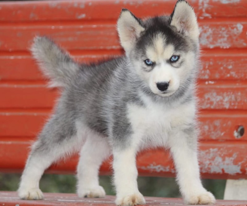 Dog Buy and Sell - Photo 9