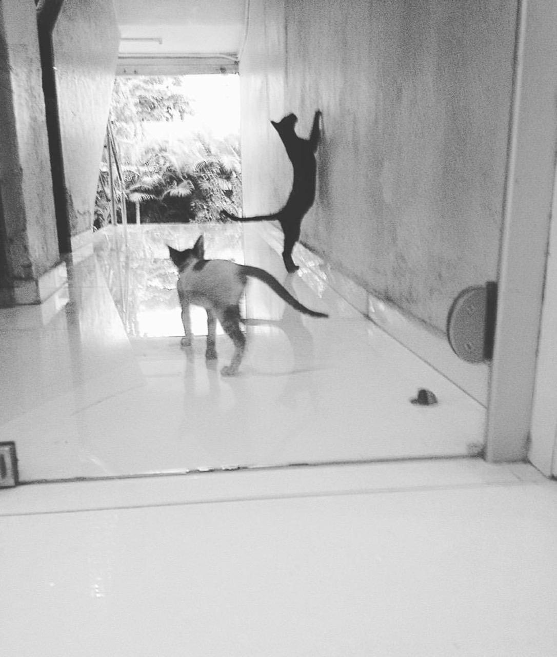 Cat Boarding Services - Professional service photo 2