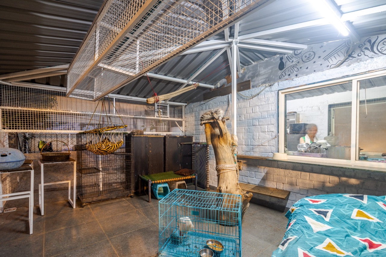 Cat Boarding Services - Professional service photo 3