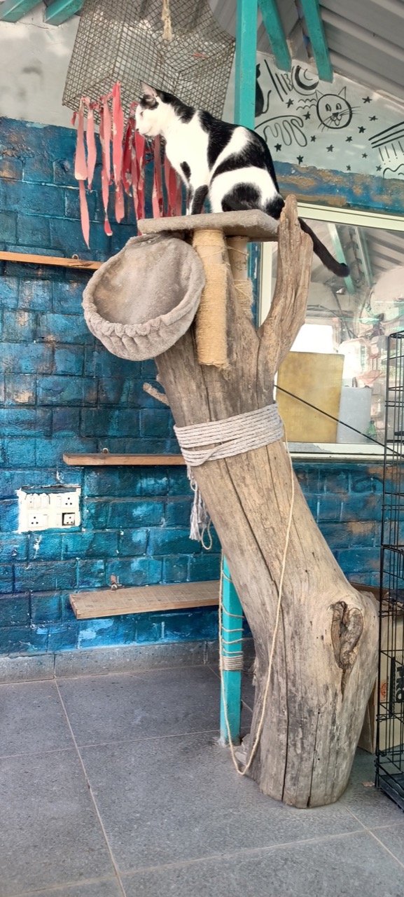 Cat Boarding Services - Photo 7