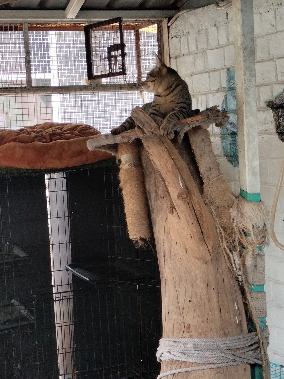 Cat Boarding Services - Photo 8