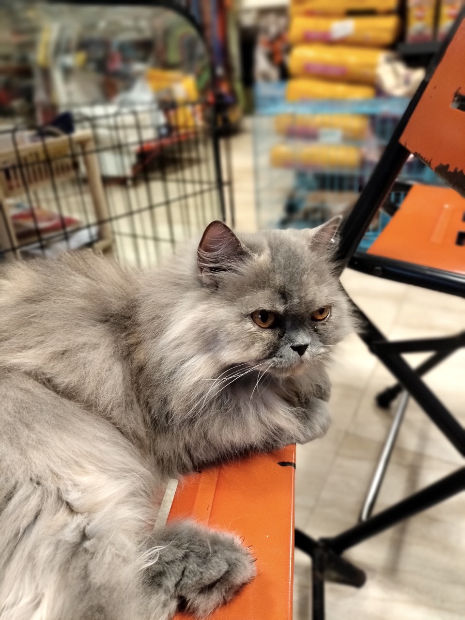 Cat Boarding Services - Photo 9