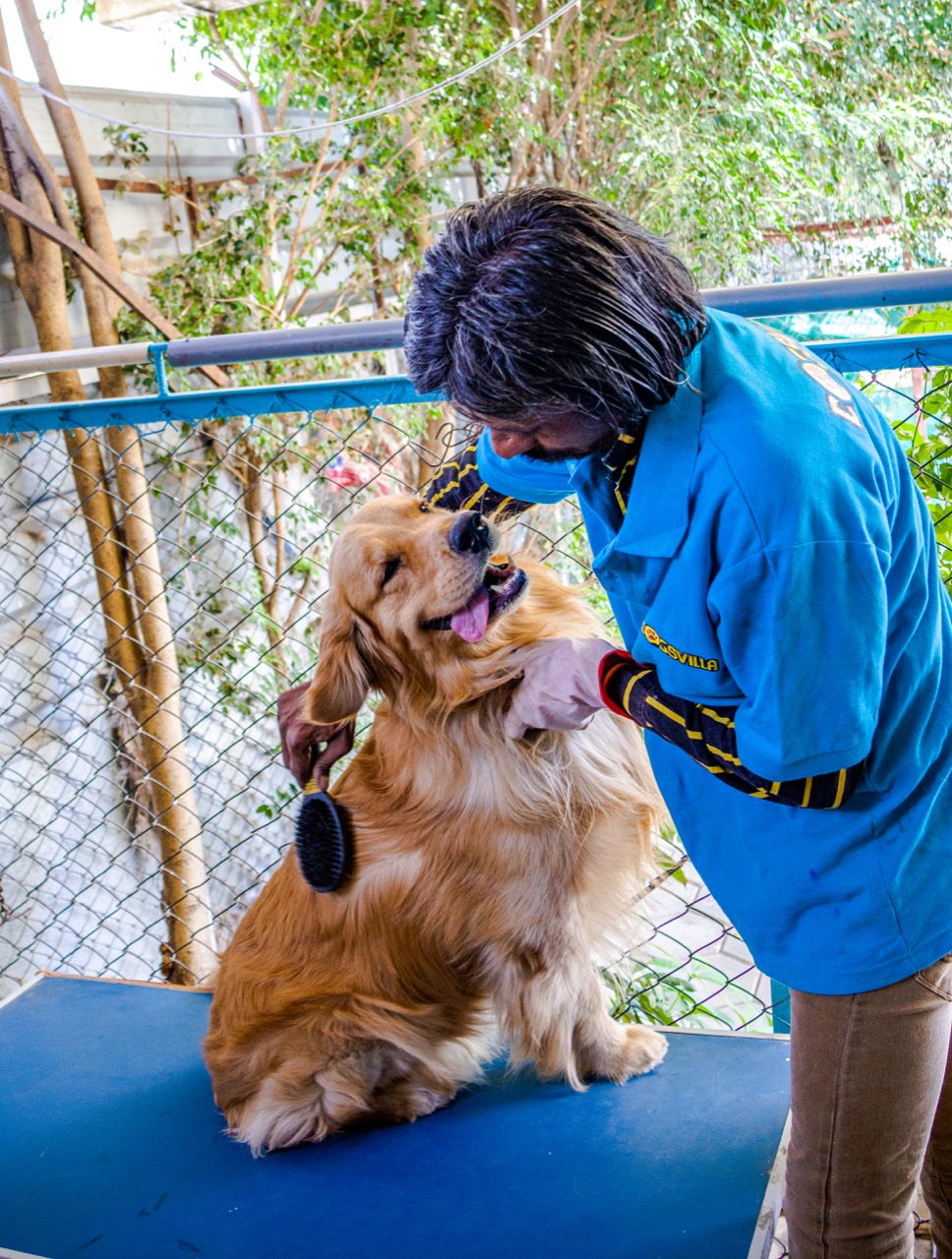 Pet Grooming Services - Professional service photo 2