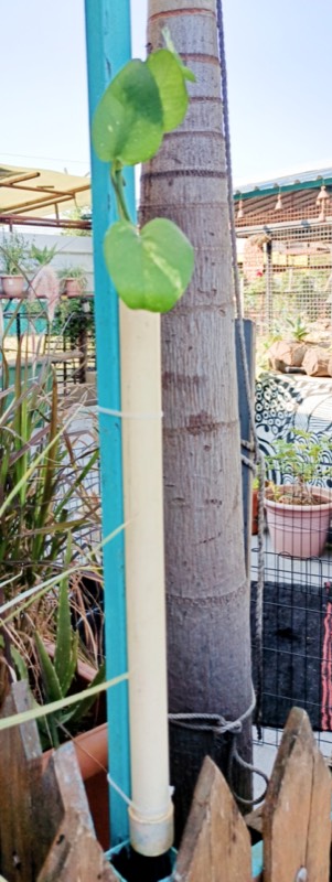 Buy a Plant, Save a Life - Photo 10