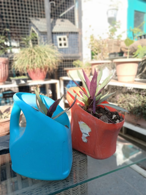 Buy a Plant, Save a Life - Photo 11