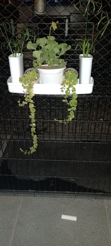 Buy a Plant, Save a Life - Photo 12