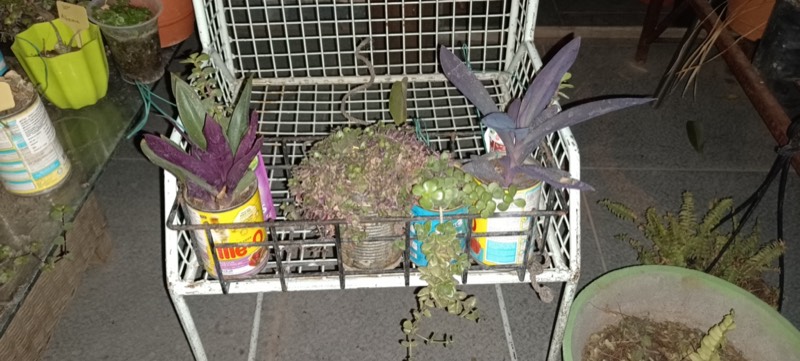 Buy a Plant, Save a Life - Photo 14