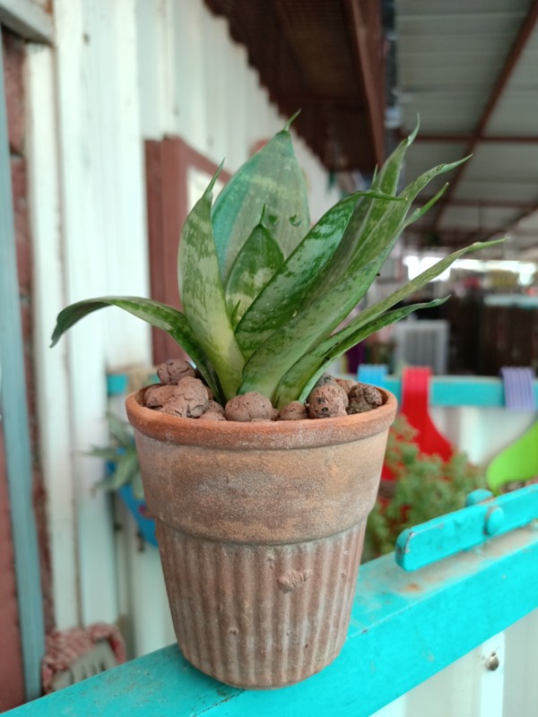Buy a Plant, Save a Life - Photo 15