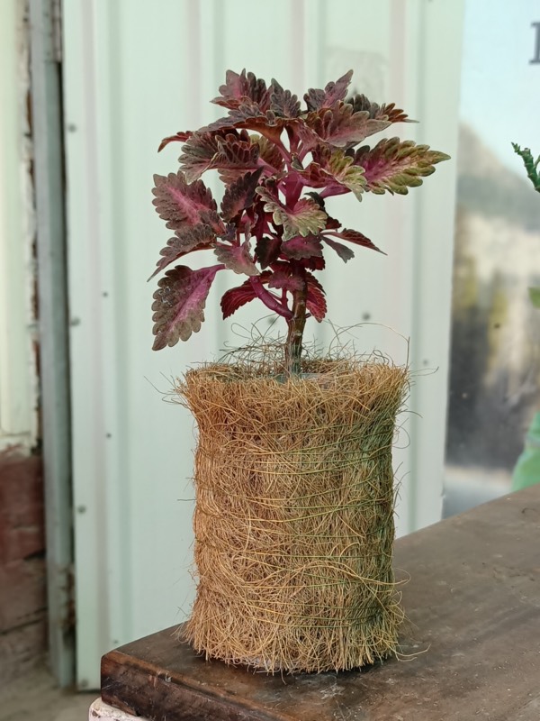 Buy a Plant, Save a Life - Professional service photo 3