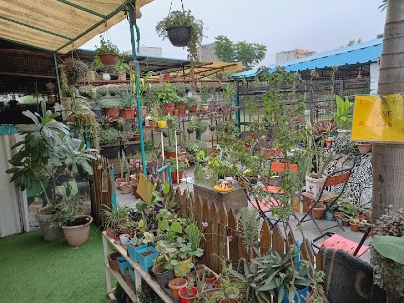 Buy a Plant, Save a Life - Professional service photo 6