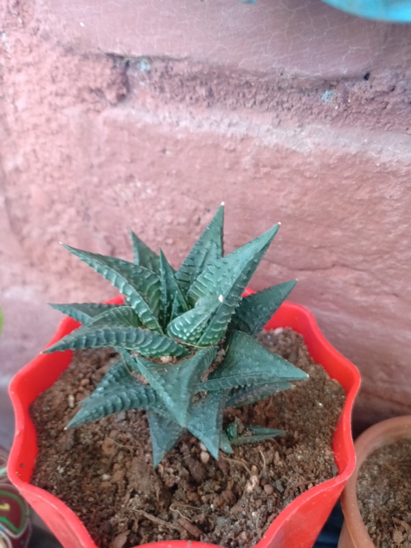 Buy a Plant, Save a Life - Photo 7